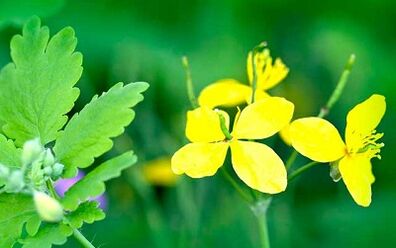 Verwendung von Celandine zur Beseitigung von Warzen