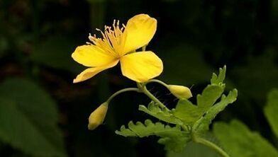 Beseitigen Sie Warzen mit Celandine
